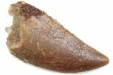 Serrated Raptor Tooth - Real Dinosaur Tooth #376407-1